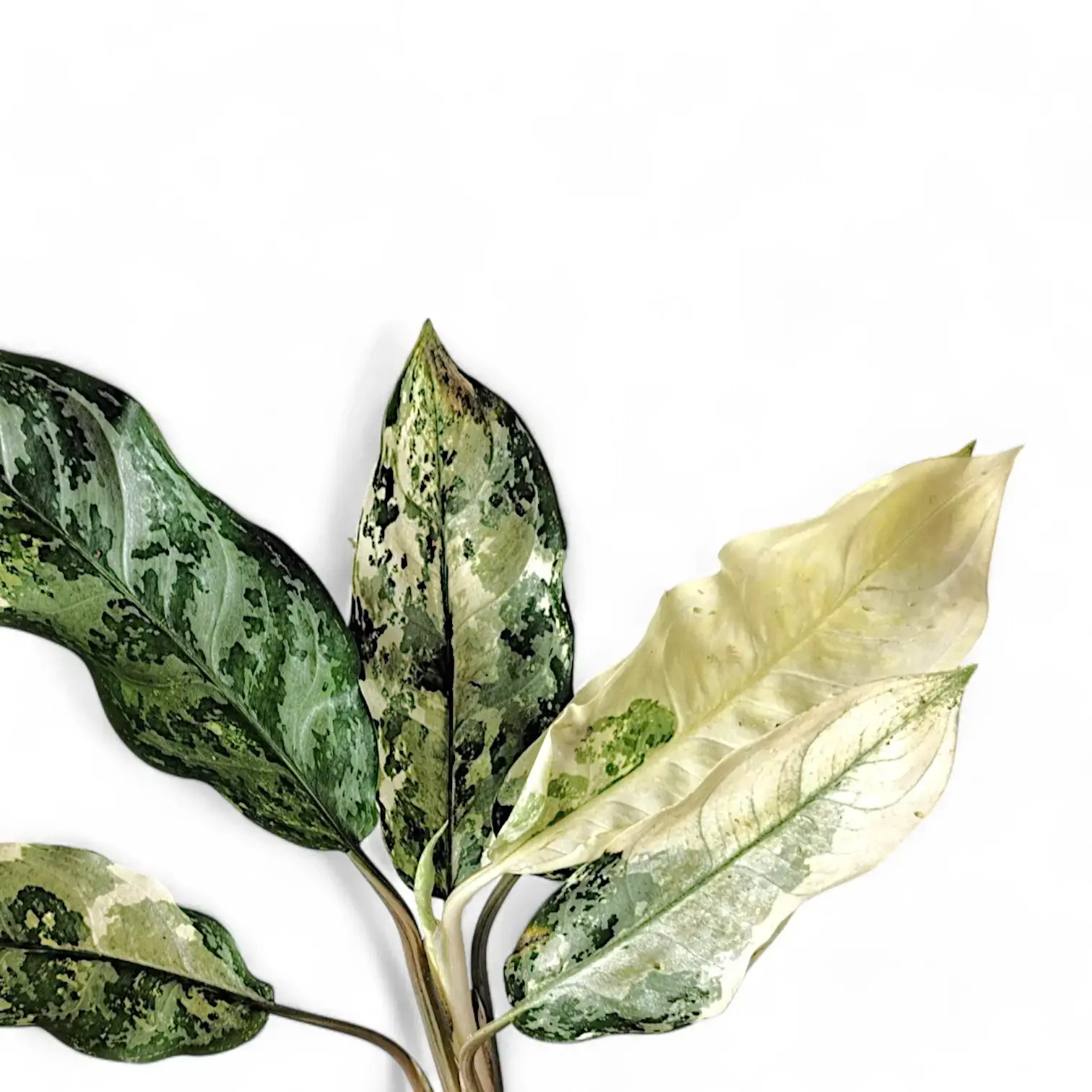 Aglaonema 'Spilt Milk'