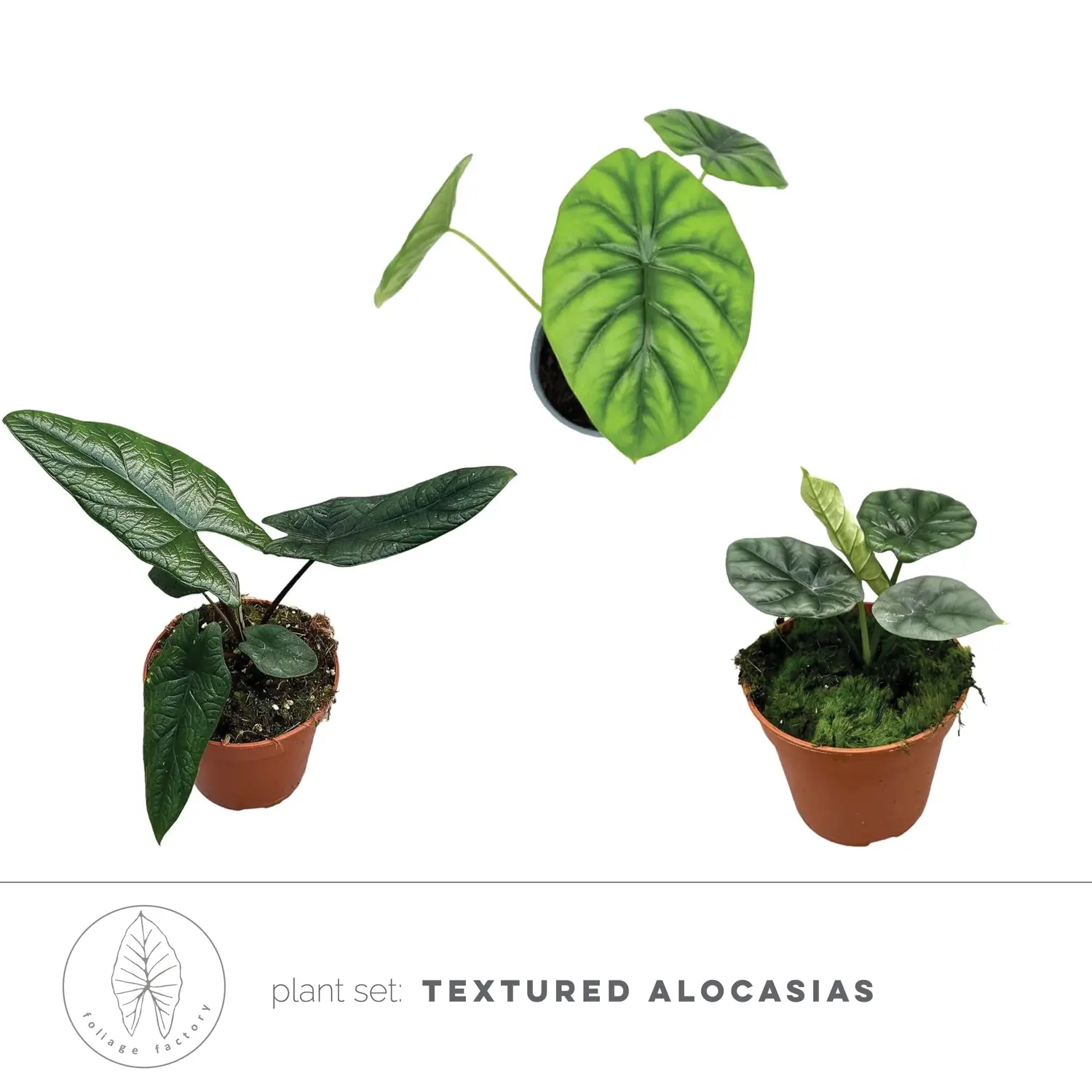 plant set: Textured Alocasias rare aroids