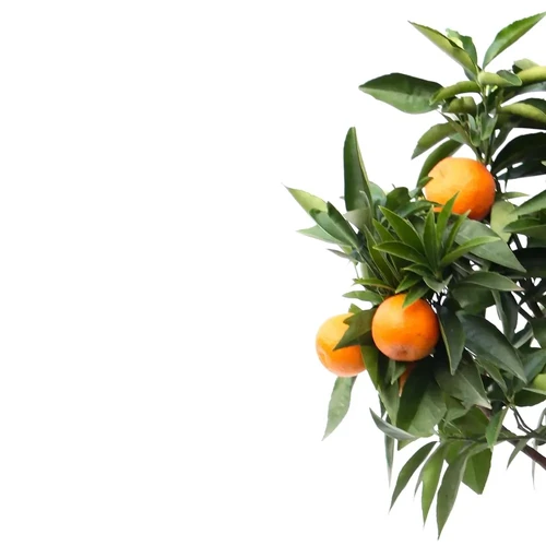 CITRUS SINENSIS MEANING intelligence overview