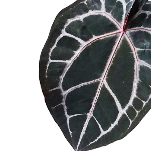 Anthurium “ Michelle” by Docblock ミシェル Anthurium Michelle '1' x Red Velvet Cake '24' by DocBlock