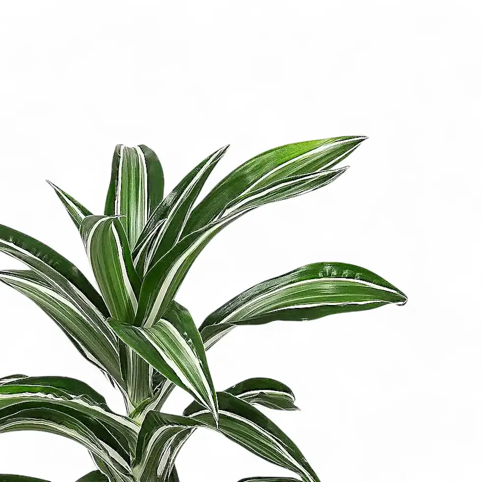 Dracaena fragrans 'Jade Jewel'