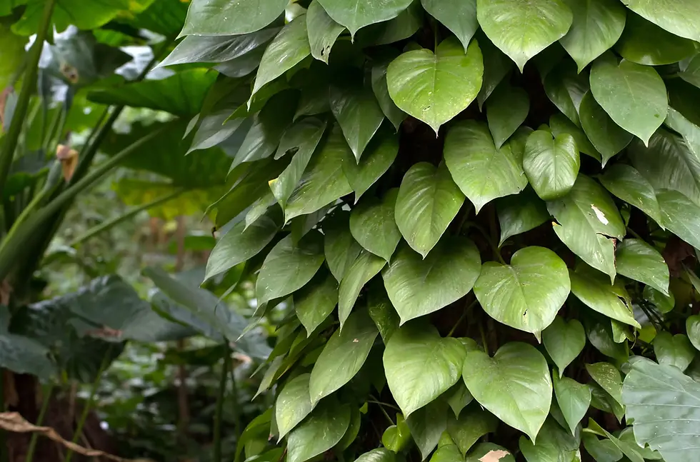 Wild Philodendron hederaceum climbing tree bark in tropical understory environment