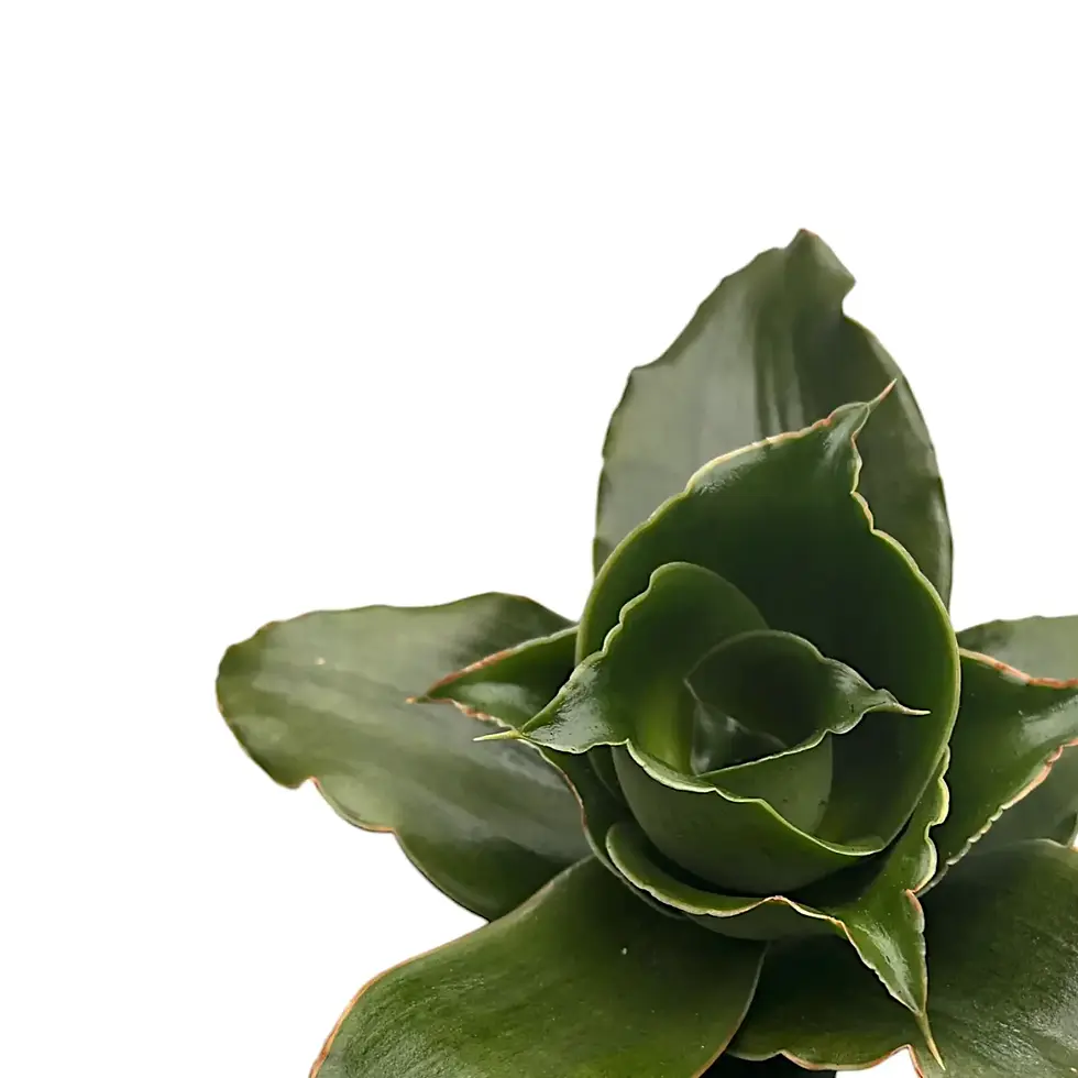 Dracaena angolensis (Sansevieria cylindrica) 'Star Rose'