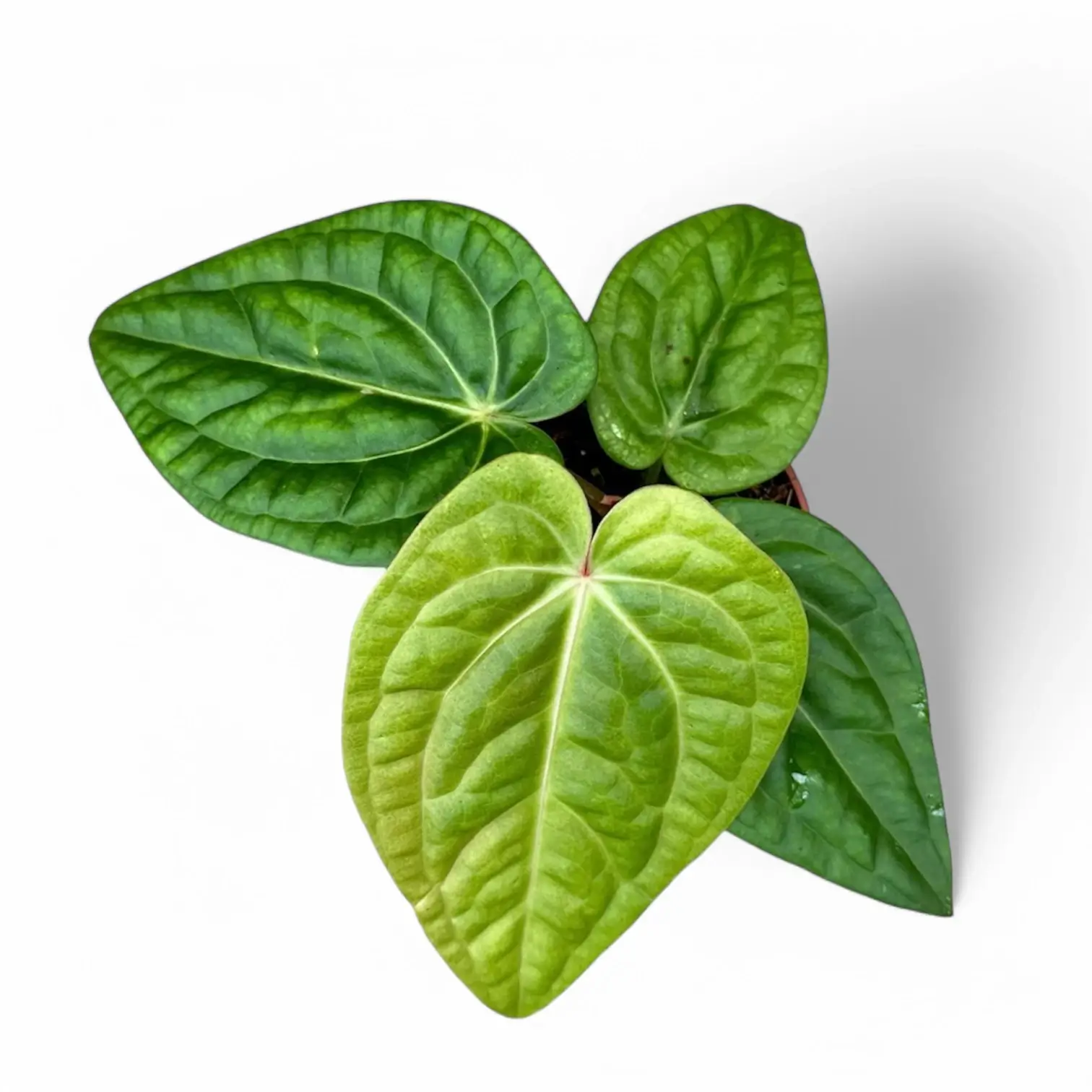 Anthurium villenaorum x luxurians