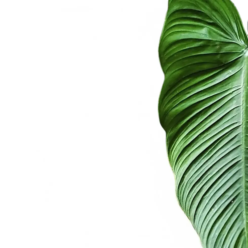 Philodendron tenue