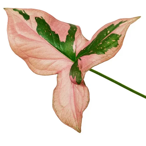 Buy Syngonium Plants Online – Foliage Factory
