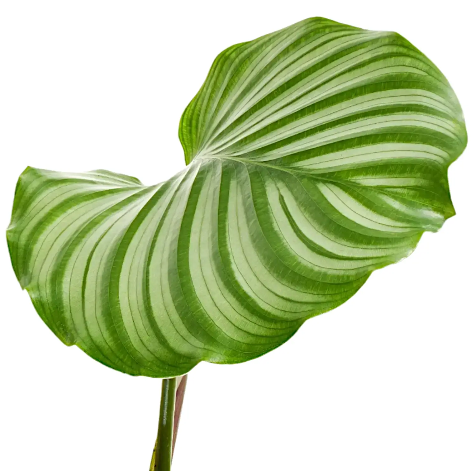 Goeppertia (Calathea) orbifolia