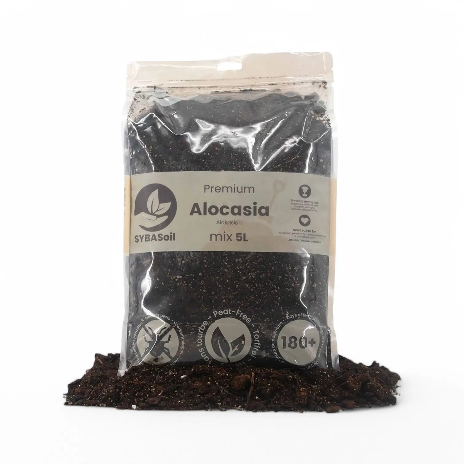 Alocasia-Erde-Mix