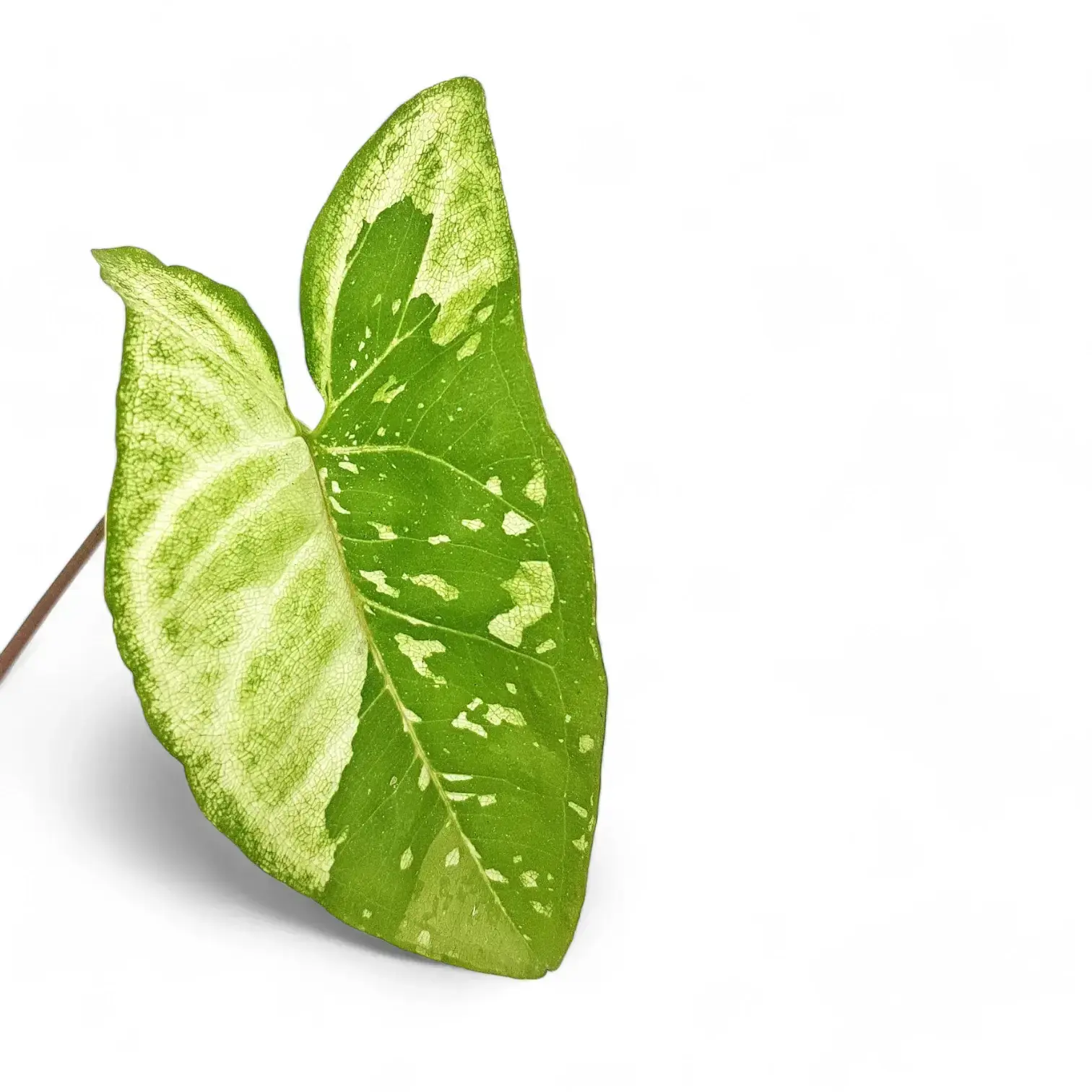 Syngonium podophyllum 'Panda'