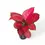 Miniaturbild: Aglaonema 'Red Joy'