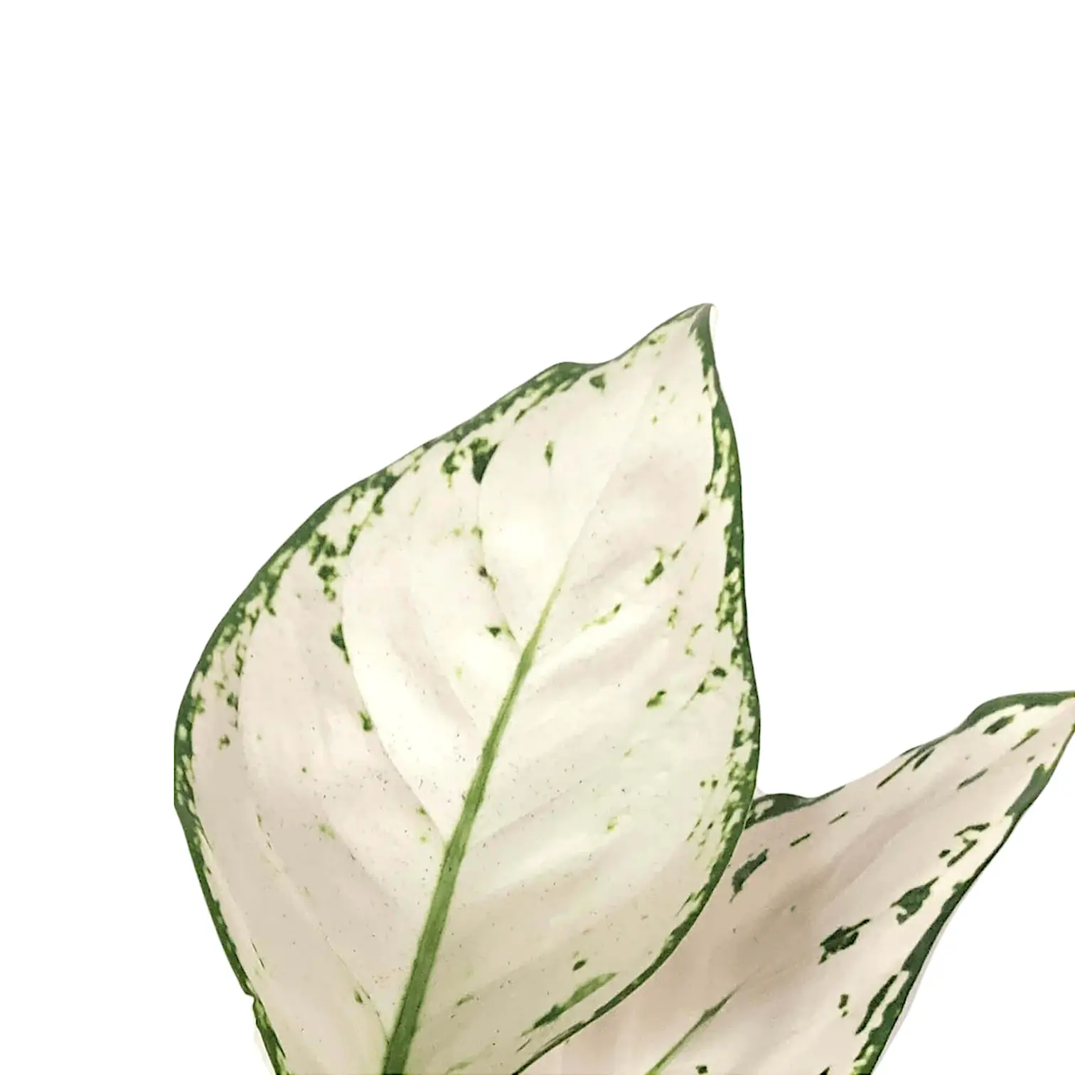 Aglaonema 'White joy'