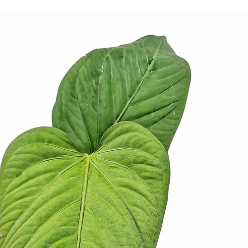 Anthurium pulcachense