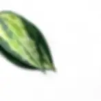 Hoya latifolia 'Pot of Gold'