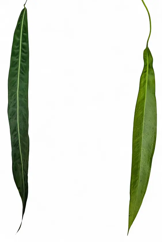 Pendent foliage of Anthurium pallidiflorum and Anthurium sp