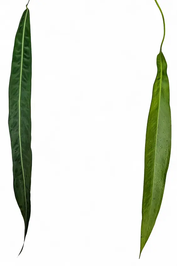 Pendent foliage of Anthurium pallidiflorum and Anthurium sp