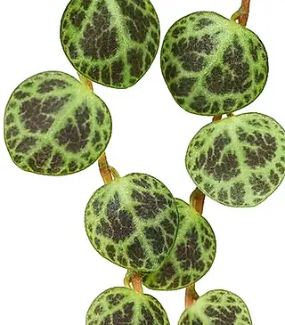 <h2><strong>Peperomia</strong></h2>
<p>(Zwergpfeffer)</p>