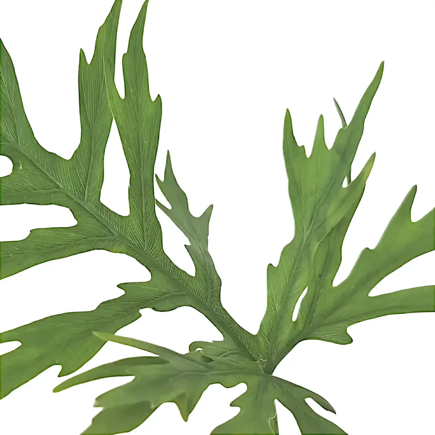 Philodendron warszewiczii