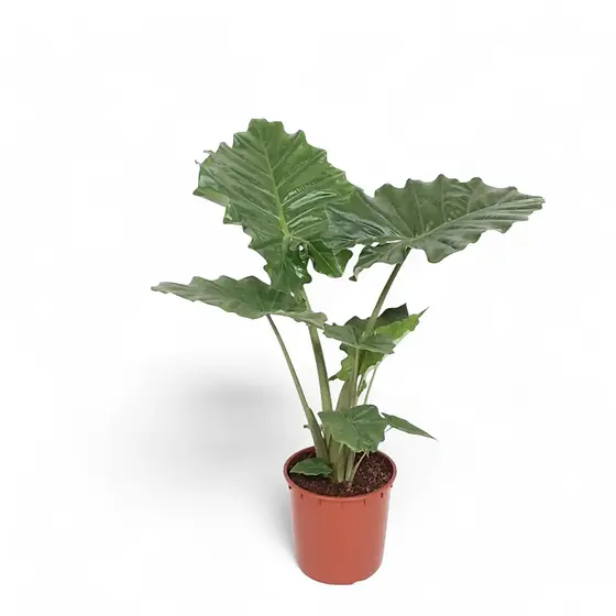 Alocasia 'Thunder Waves' ('Portodora') - at Foliage Factory