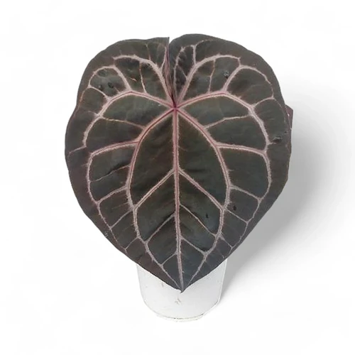 Anthurium Michelle® - Vibrant Burgundy Foliage & Care Tips