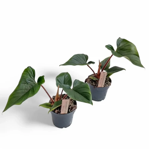Philodendron squamicaule - order online at Foliage Factory