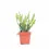 Miniaturbild: Disocactus ( Epiphyllum ) anguliger