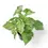 Thumbnail: Syngonium podophyllum 'Mottled'