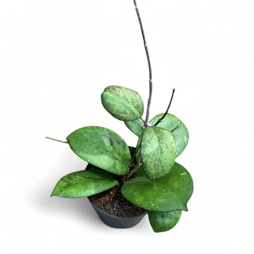 Hoya 'Joy' – Glossy Foliage & Fragrant Blooms Hybrid