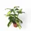 Miniaturbild: Ctenanthe lubbersiana  'Golden Mosaic'