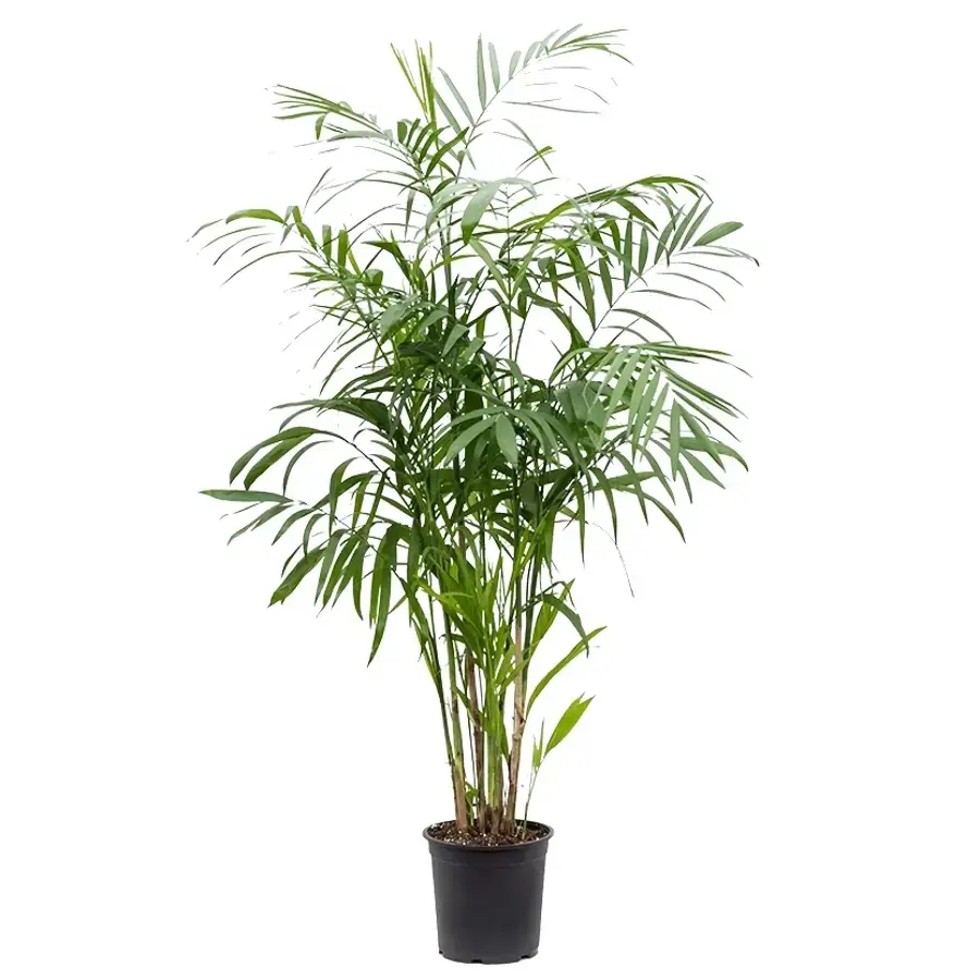 Chamaedorea seifrizii