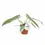 Thumbnail: Philodendron atabapoense