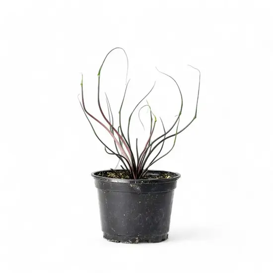 A potted Alocasia 'Flying Squid' with thin, curling, tentacle-like leaves, creating a sculptural, alien-like appearance.