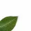 Thumbnail: Goodyera malipoensis