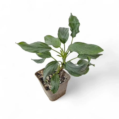 Homalomena sp. 'Platinum velvet' - buy at Foliage Factory