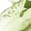 Thumbnail: Syngonium podophyllum 'Nguengi Laima' aka (Ngern Lai Ma, Silver Holly)