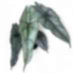 Narrow Alocasia Dragon’s Breath leaves with silvery overlay.