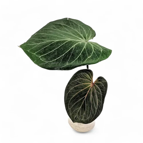 Anthurium King of spades （HU） - メルカリ