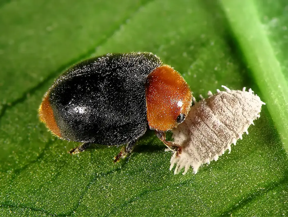 Makroaufnahme einer Zitrus-Wolllaus (Planococcus citri) mit ihrem natürlichen Feind, dem Marienkäfer Cryptolaemus montrouzieri.