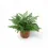 Miniaturbild: Asplenium dimorphum x difforme ‘Parvati’ aka 'Austral Gem'