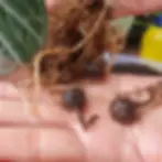 Hand holding three Alocasia corms