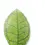 Thumbnail: Hoya ranauensis