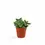 Miniaturbild: Delosperma echinatum