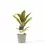 Thumbnail: Cordyline fruticosa 'Kiwi'