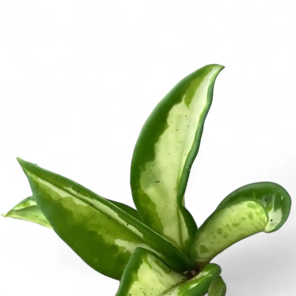 Hoya carnosa 'Tricolor Narrow Leaf'