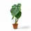 Miniaturbild: Philodendron pastazanum
