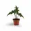 Thumbnail: Plant Set: Baby Plant Bestsellers