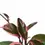 Thumbnail: Hoya carnosa  'Flamingo Dream'