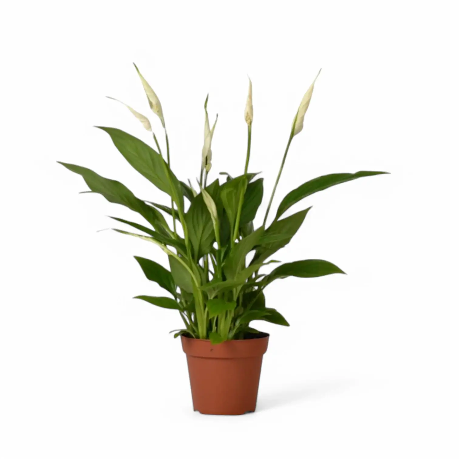 Peace Lily ‘Torelli’ on white background showing compact clump and glossy leaves with rippled, tapered edges.