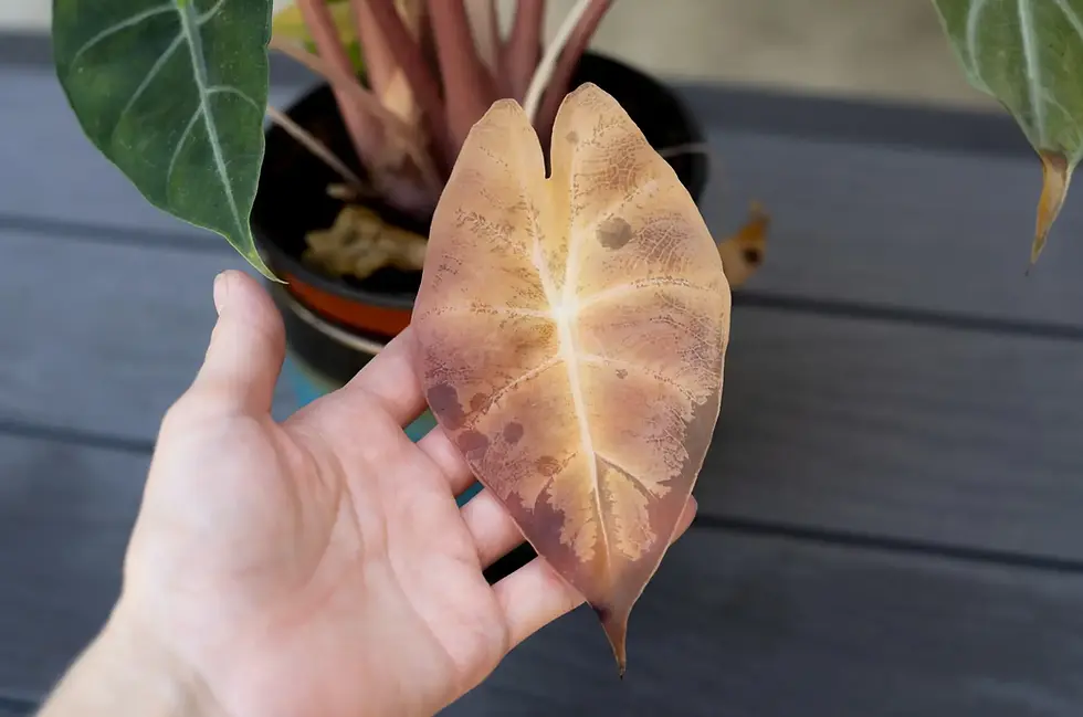 Dried brown Alocasia leaf held in hand highlighting stress or seasonal dormancy symptoms