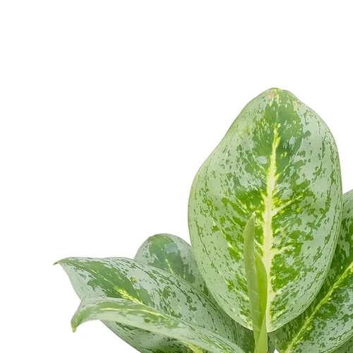 Aglaonema 'Lemon Mint' - buy online at Foliage Factory