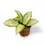 Miniaturbild: Hoya carnosa 'Tricolor Narrow Leaf'